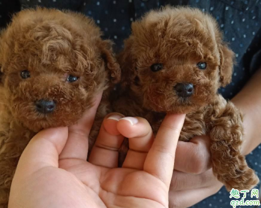 泰迪狗狗吃不胖是有虫吗 怎么样才能知道小泰迪有没有虫