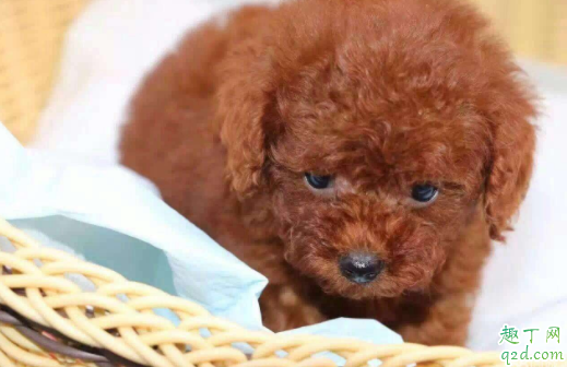 泰迪狗狗吃不胖是有虫吗 怎么样才能知道小泰迪有没有虫