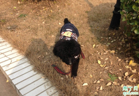 泰迪狗狗吃不胖是有虫吗 怎么样才能知道小泰迪有没有虫