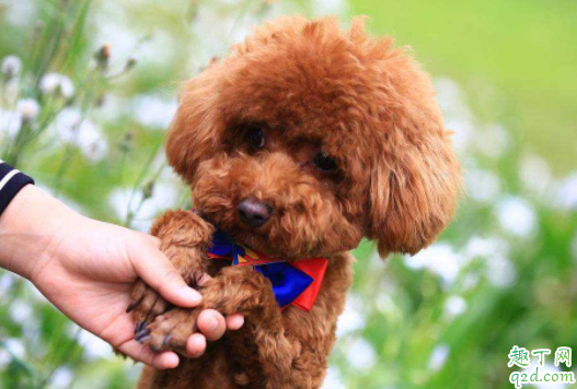 泰迪狗狗吃不胖是有虫吗 怎么样才能知道小泰迪有没有虫