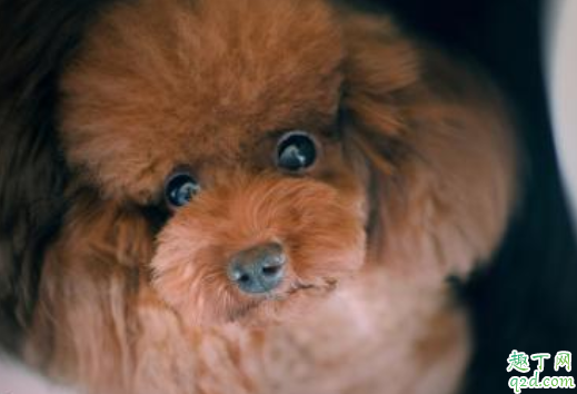 泰迪狗狗吃不胖是有虫吗 怎么样才能知道小泰迪有没有虫