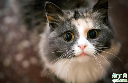 猫咪难产怎么帮着助产 怎么知道猫咪难产