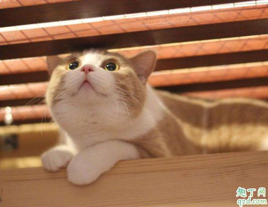 猫咪难产怎么帮着助产 怎么知道猫咪难产