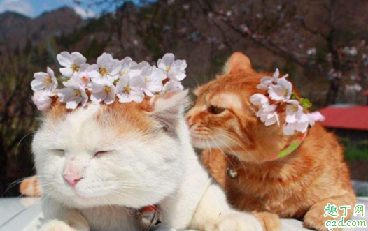 猫咪难产怎么帮着助产 怎么知道猫咪难产