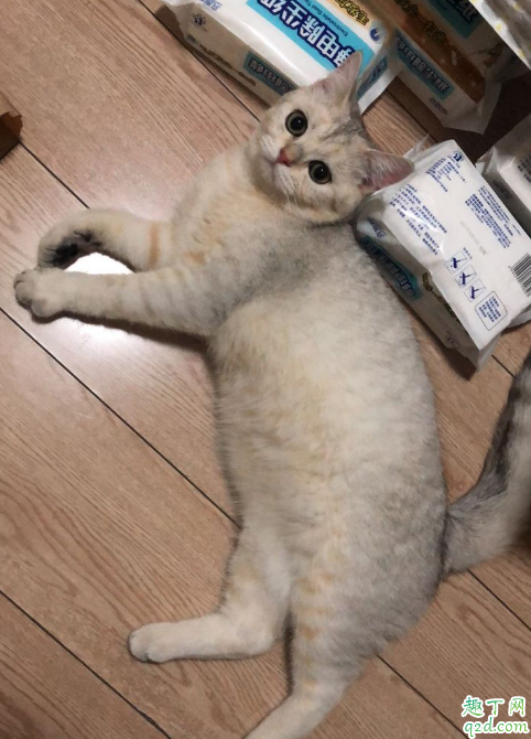 金渐层和银渐层能配吗 金渐层和银渐层生的猫是什么颜色的