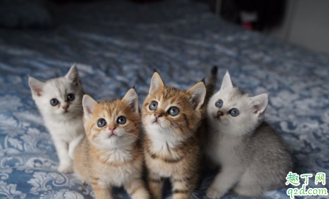 金渐层和银渐层能配吗 金渐层和银渐层生的猫是什么颜色的