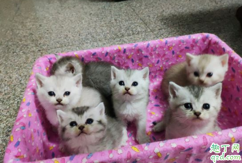 金渐层和银渐层能配吗 金渐层和银渐层生的猫是什么颜色的