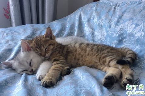 金渐层和银渐层能配吗 金渐层和银渐层生的猫是什么颜色的