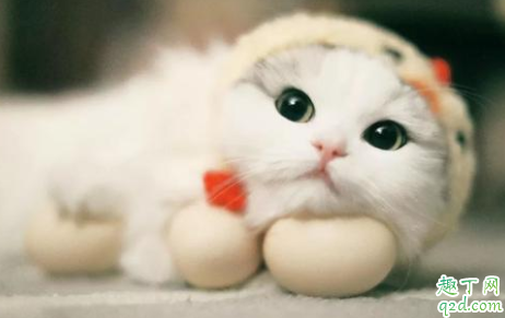 小猫烂嘴唇怎么办 猫咪嘴巴里面长疙瘩怎么办