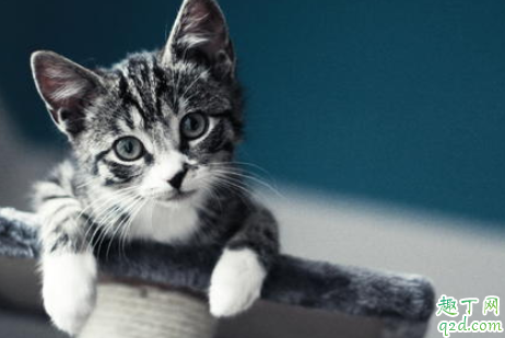 小猫烂嘴唇怎么办 猫咪嘴巴里面长疙瘩怎么办