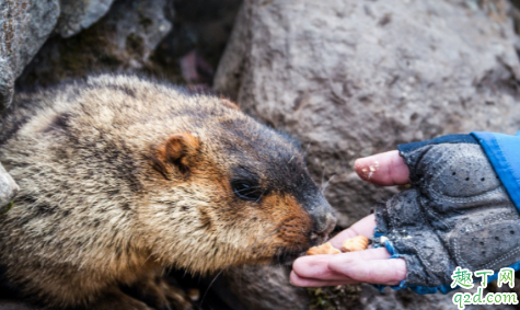 北京朝阳医院鼠疫严重吗 鼠疫是什么病能治好吗