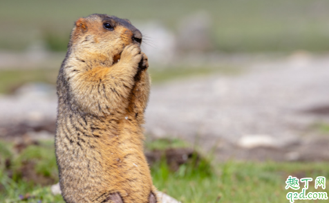 北京朝阳医院鼠疫严重吗 鼠疫是什么病能治好吗