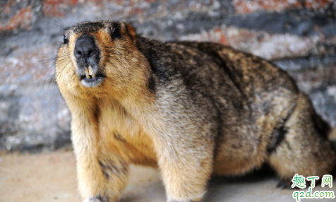 北京朝阳医院鼠疫严重吗 鼠疫是什么病能治好吗