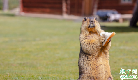 家里有老鼠会得鼠疫吗 鼠疫的传染源是什么