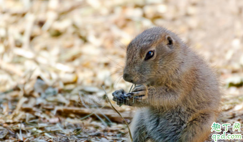 家里有老鼠会得鼠疫吗 鼠疫的传染源是什么