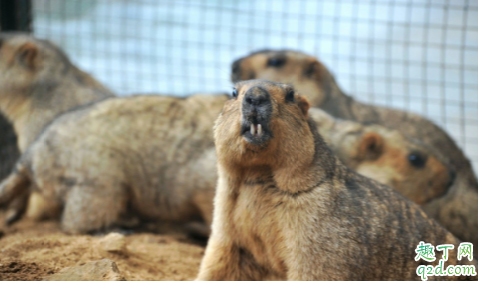 家里有老鼠会得鼠疫吗 鼠疫的传染源是什么