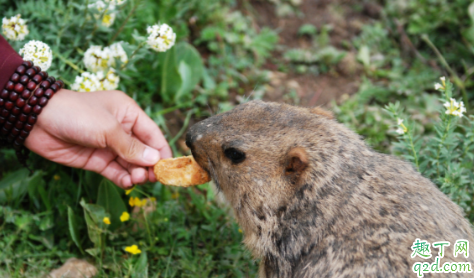 家里有老鼠会得鼠疫吗 鼠疫的传染源是什么