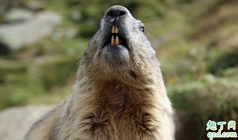 鼠疫和霍乱为什么没有被消灭 鼠疫和霍乱哪个严重