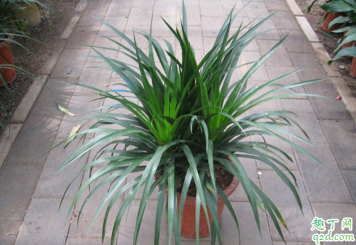 龙血树冻伤能恢复吗 龙血树冬季怎么养护