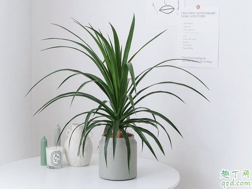 龙血树冻伤能恢复吗 龙血树冬季怎么养护