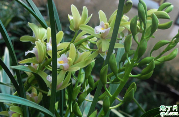 扦插育苗可以用草木灰吗 草木灰可以养兰花吗