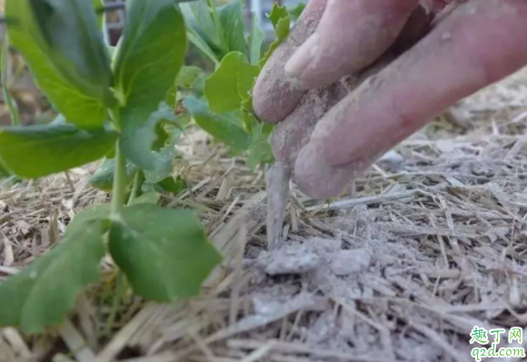 扦插育苗可以用草木灰吗 草木灰可以养兰花吗