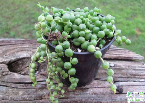 那么珍珠吊兰为啥老烂叶子 珍珠吊兰老烂叶子怎么办