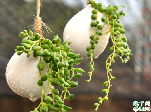 珍珠吊兰好养活吗 珍珠吊兰怎样养才能爆盆