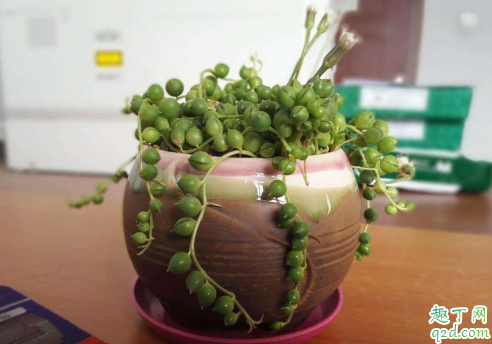 珍珠吊兰好养活吗 珍珠吊兰怎样养才能爆盆