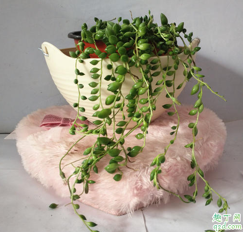 珍珠吊兰好养活吗 珍珠吊兰怎样养才能爆盆