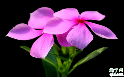 长春花好养活吗 长春花啥时候种成活率高