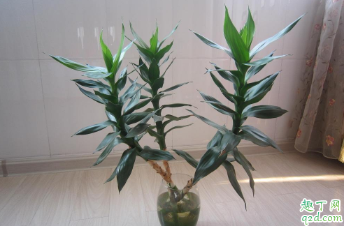 观音竹根发黑是怎么回事 观音竹根发黑怎么补救