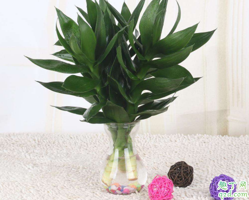 观音竹根发黑是怎么回事 观音竹根发黑怎么补救