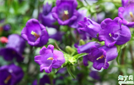 风铃草可以室内养吗 风铃草怎样养长的好