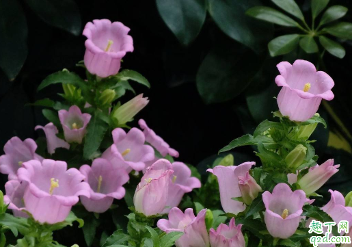 风铃草可以室内养吗 风铃草怎样养长的好