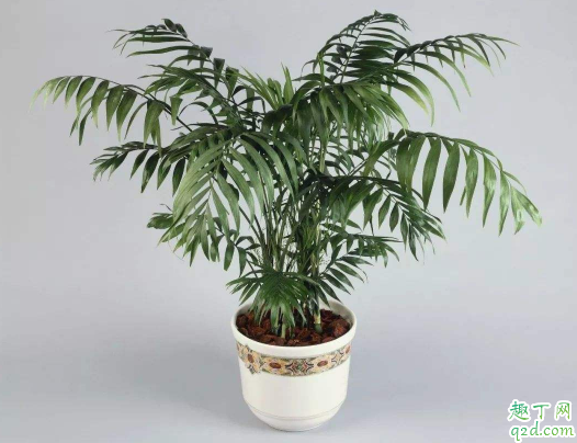 散尾葵水插能生根吗 盆栽散尾葵怎么养才茂盛