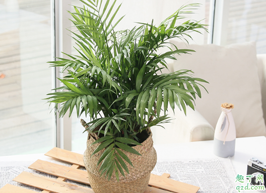 散尾葵水插能生根吗 盆栽散尾葵怎么养才茂盛