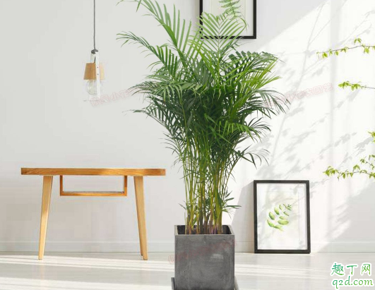 散尾葵水插能生根吗 盆栽散尾葵怎么养才茂盛