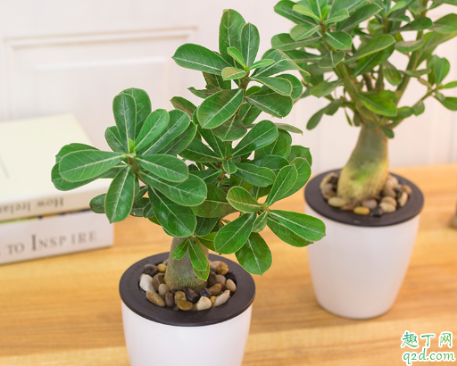 沙漠玫瑰老不开花是什么原因 如何让沙漠玫瑰多开花