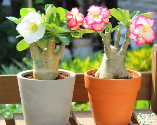 沙漠玫瑰好不好养活 养沙漠玫瑰需要注意什么