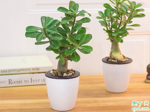 沙漠玫瑰好不好养活 养沙漠玫瑰需要注意什么