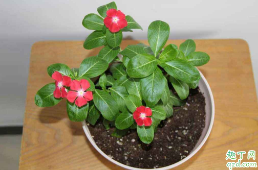 长春花是多年生还是每年种 长春花怎样养爆盆