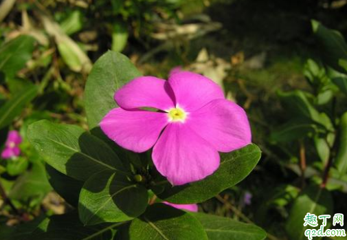 长春花是多年生还是每年种 长春花怎样养爆盆