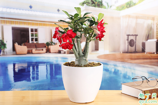 沙漠玫瑰为啥老掉叶 沙漠玫瑰叶子发黄掉叶是怎么补救