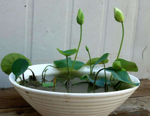种碗莲用园土可以吗 碗莲种植用什么泥土好
