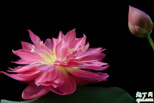 碗莲真的可以种在碗里么 什么盆种碗莲合适