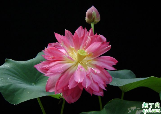 碗莲真的可以种在碗里么 什么盆种碗莲合适