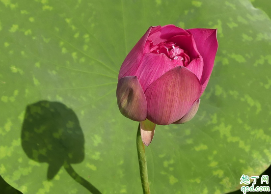 碗莲怎么种好 什么时候种碗莲合适