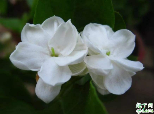 四季海棠可以施草木灰吗 草木灰适合养茉莉吗