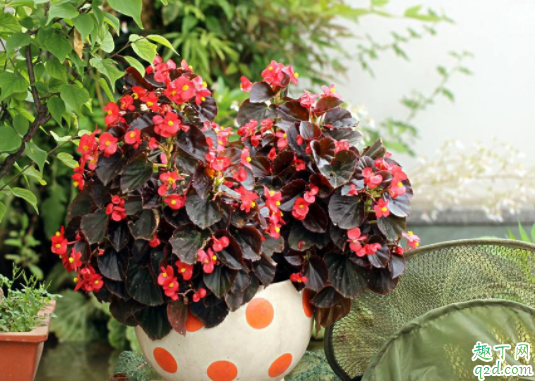 四季海棠可以施草木灰吗 草木灰适合养茉莉吗